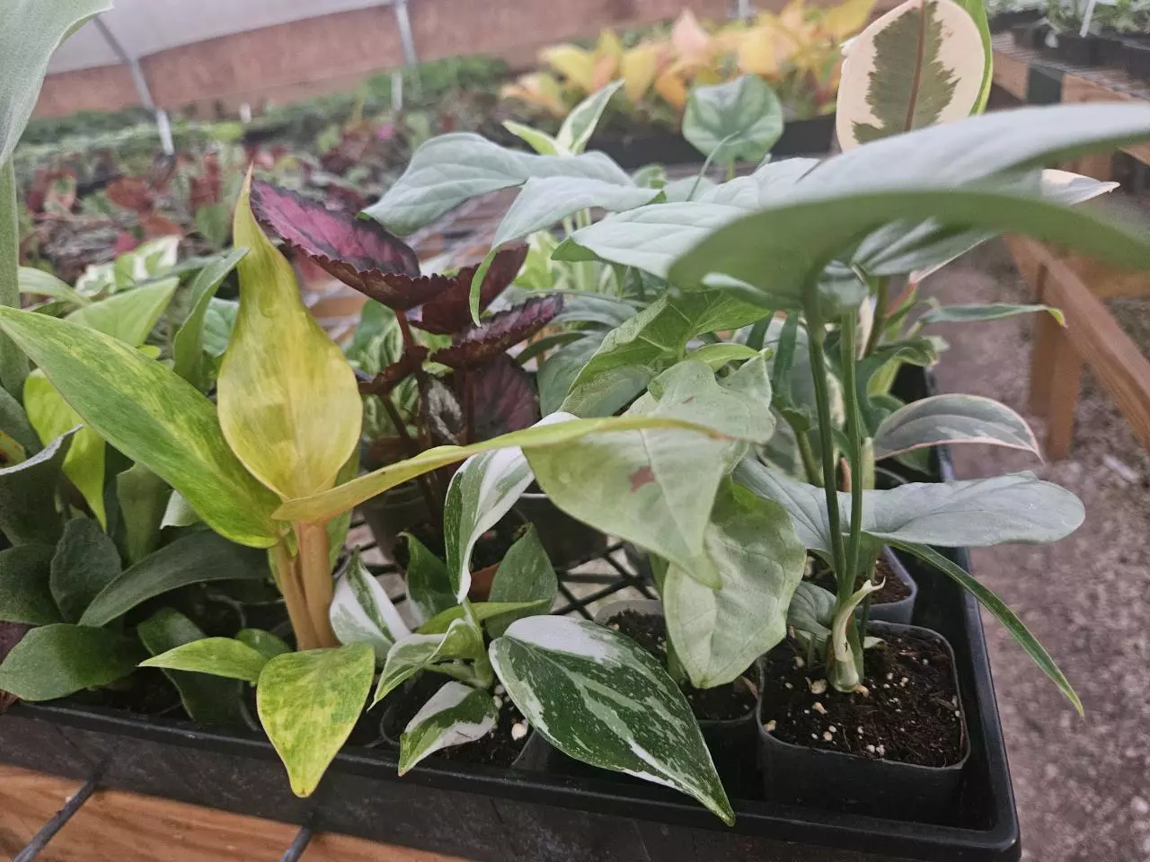 plant/Grower’s Choice 20-Pack of Starters-5