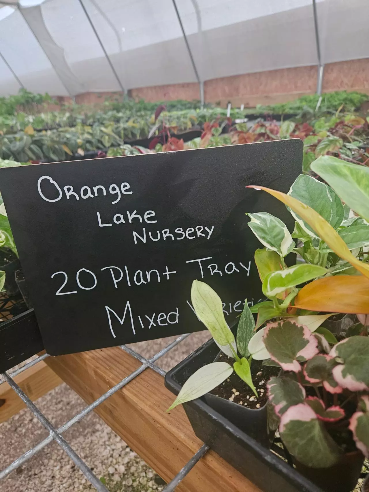 plant/Grower’s Choice 20-Pack of Starters-1