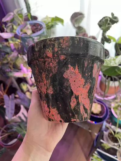 plant/5” Hydro-dipped clay pot: coral/black/gold-3-thumbnail