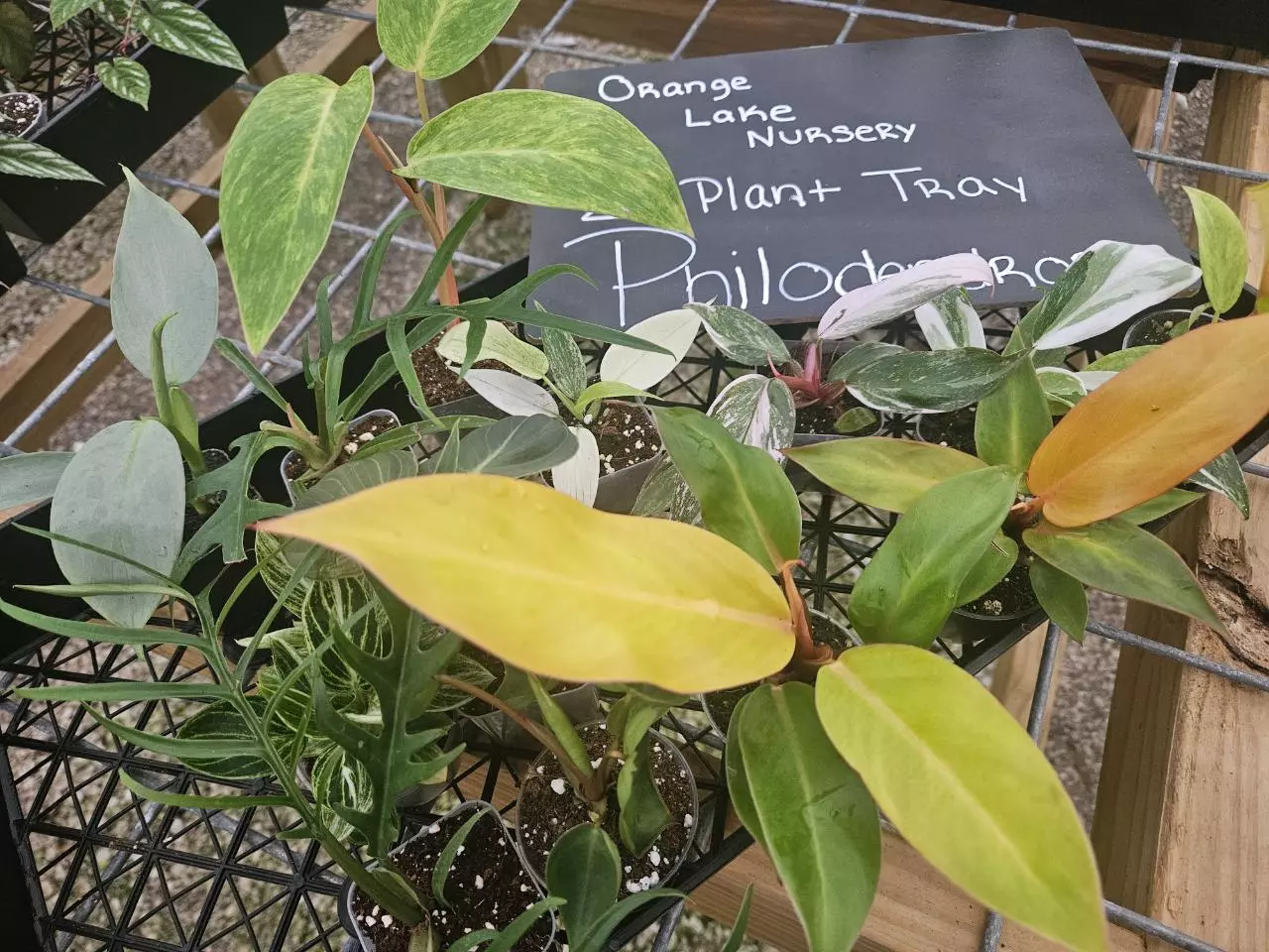 plant/Grower’s Choice 20-Pack of Philodendrons-5