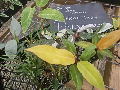 plant/Grower’s Choice 20-Pack of Philodendrons-5-thumbnail