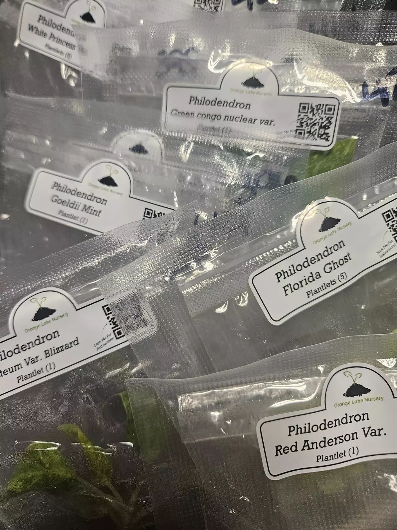 plant/Grower’s Choice 20-Pack of Tissue Culture.-1