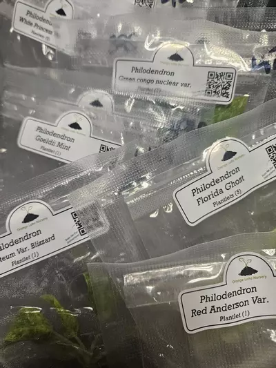 plant/Grower’s Choice 20-Pack of Tissue Culture.-1-thumbnail