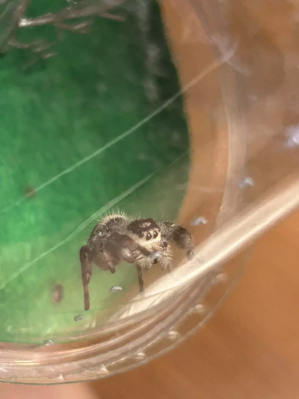 plant/Regal Babies (jumping Spiders 🖤🕸️🕷️)-0