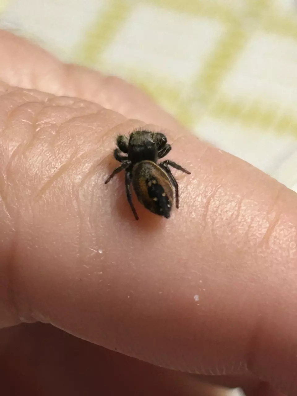 plant/Ardens babies Jumping Spiders-0