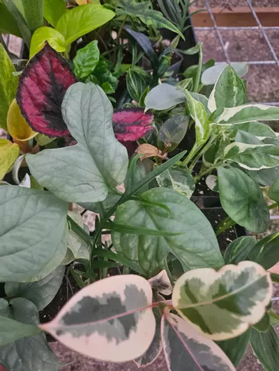 plant/Grower’s Choice 20-Pack of Starters-4-thumbnail