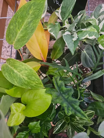 plant/Grower’s Choice 20-Pack of Starters-3-thumbnail