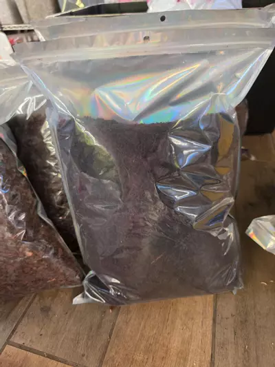 plant/Fernwood Tree Fern Fiber 10L-2-thumbnail