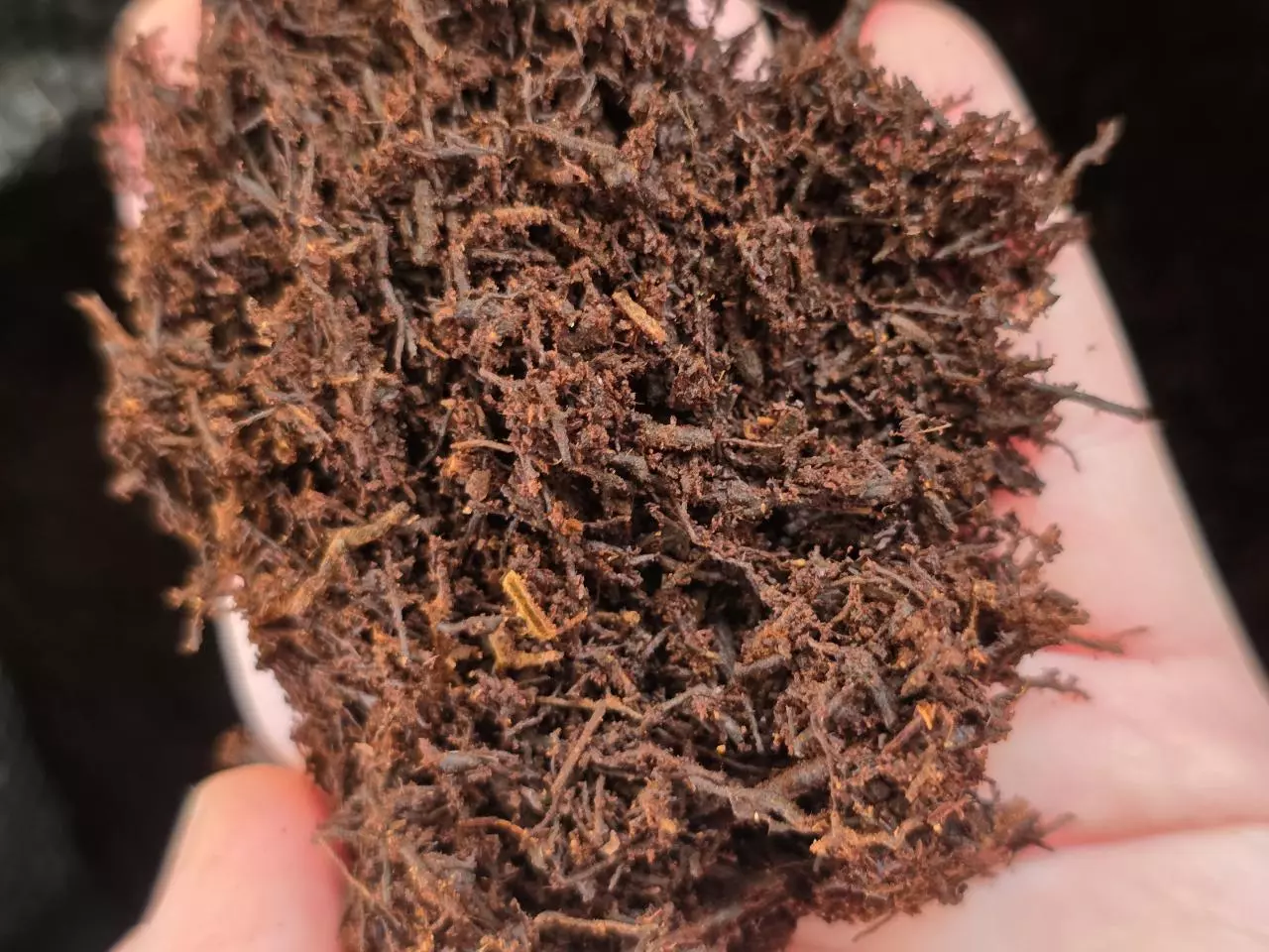 plant/Fernwood Tree Fern Fiber 10L-1