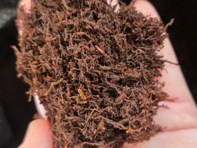 plant/Fernwood Tree Fern Fiber 10L-1-thumbnail