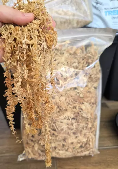 plant/One Mile Moss 150g-0-thumbnail