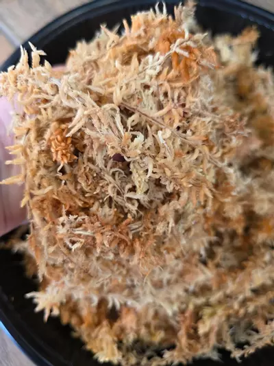 plant/One Mile Moss 150g-2-thumbnail