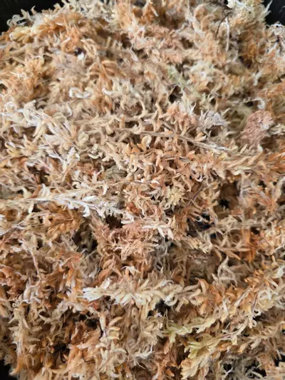 plant/One Mile Moss 150g-3-thumbnail