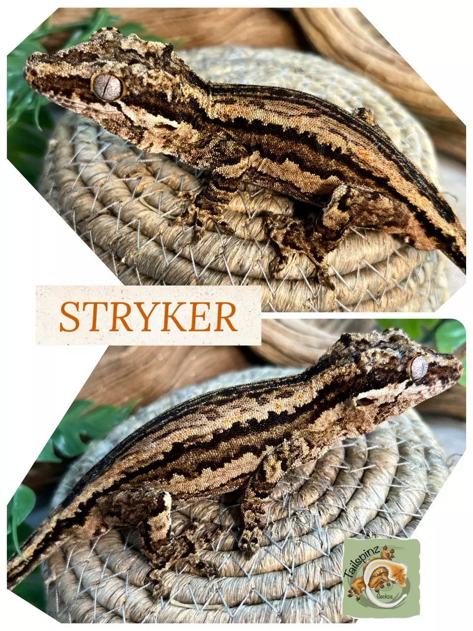 plant/M Proven 𝐁𝐨𝐥𝐝 Stripe 40g-0