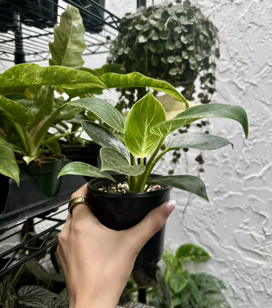 plant/Philodendron Birkin 4 Inch Pot-1