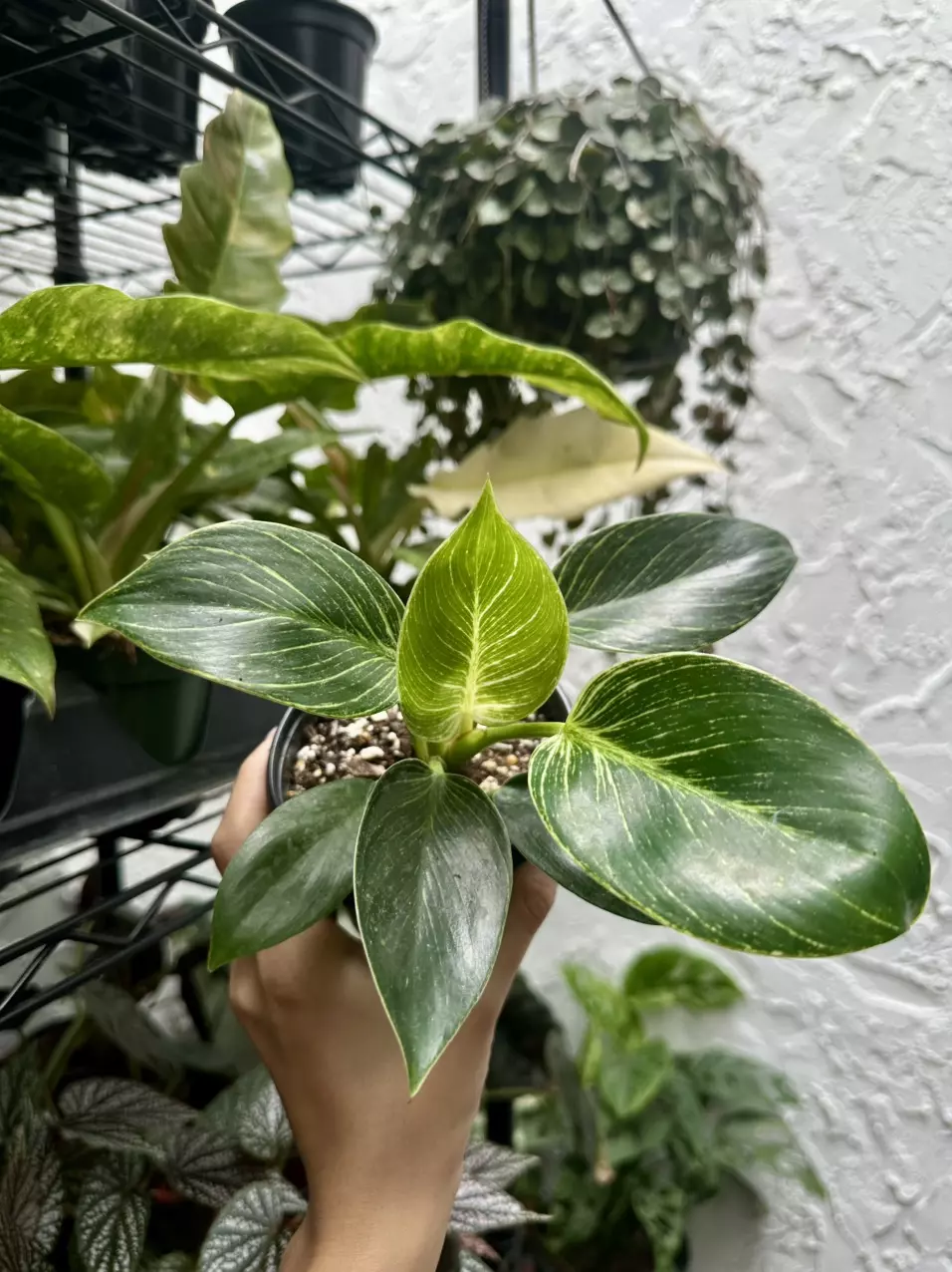 plant/Philodendron Birkin 4 Inch Pot-0