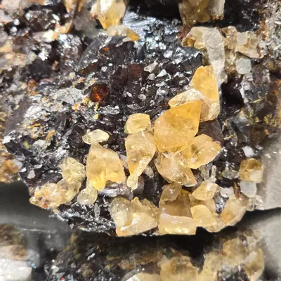plant/Sphalerite w calcite from Elmwood Mine Tennessee-1-thumbnail