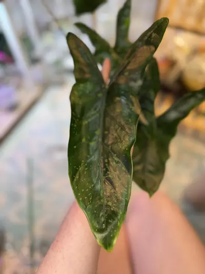 plant/Alocasia Shattered Glass Corms *Grower’s Choice*-4-thumbnail