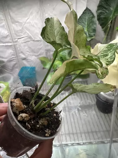 plant/Syngonium white princess-4-thumbnail