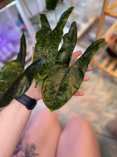 plant/Alocasia Shattered Glass Corms *Grower’s Choice*-3-thumbnail