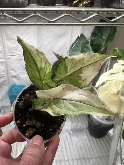 plant/Syngonium white princess-5-thumbnail