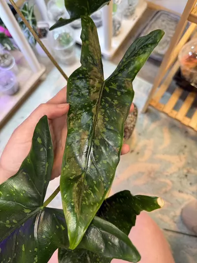 plant/Alocasia Shattered Glass Corms *Grower’s Choice*-2-thumbnail