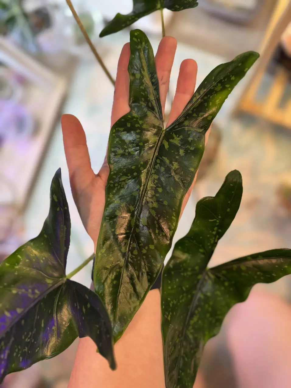 plant/Alocasia Shattered Glass Corms *Grower’s Choice*-1