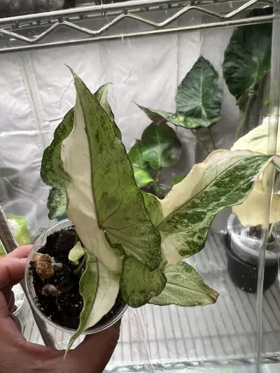 plant/Syngonium white princess-3-thumbnail