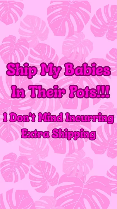 free_shipping/Ship ‘Em in POTS-0-thumbnail