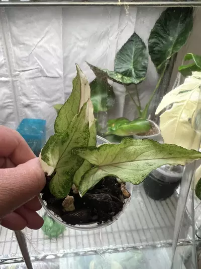 plant/Syngonium white princess-2-thumbnail