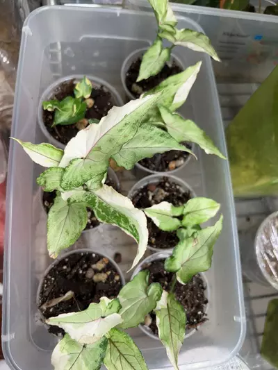 plant/Syngonium white princess-1-thumbnail