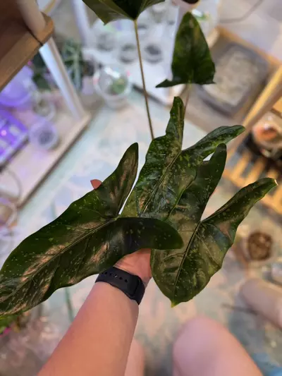 plant/Alocasia Shattered Glass Corms *Grower’s Choice*-5-thumbnail