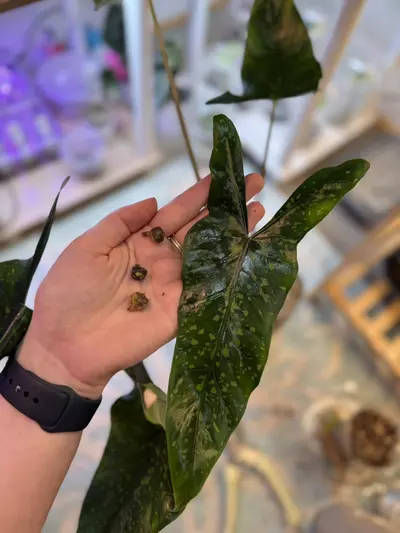 plant/Alocasia Shattered Glass Corms *Grower’s Choice*-0-thumbnail