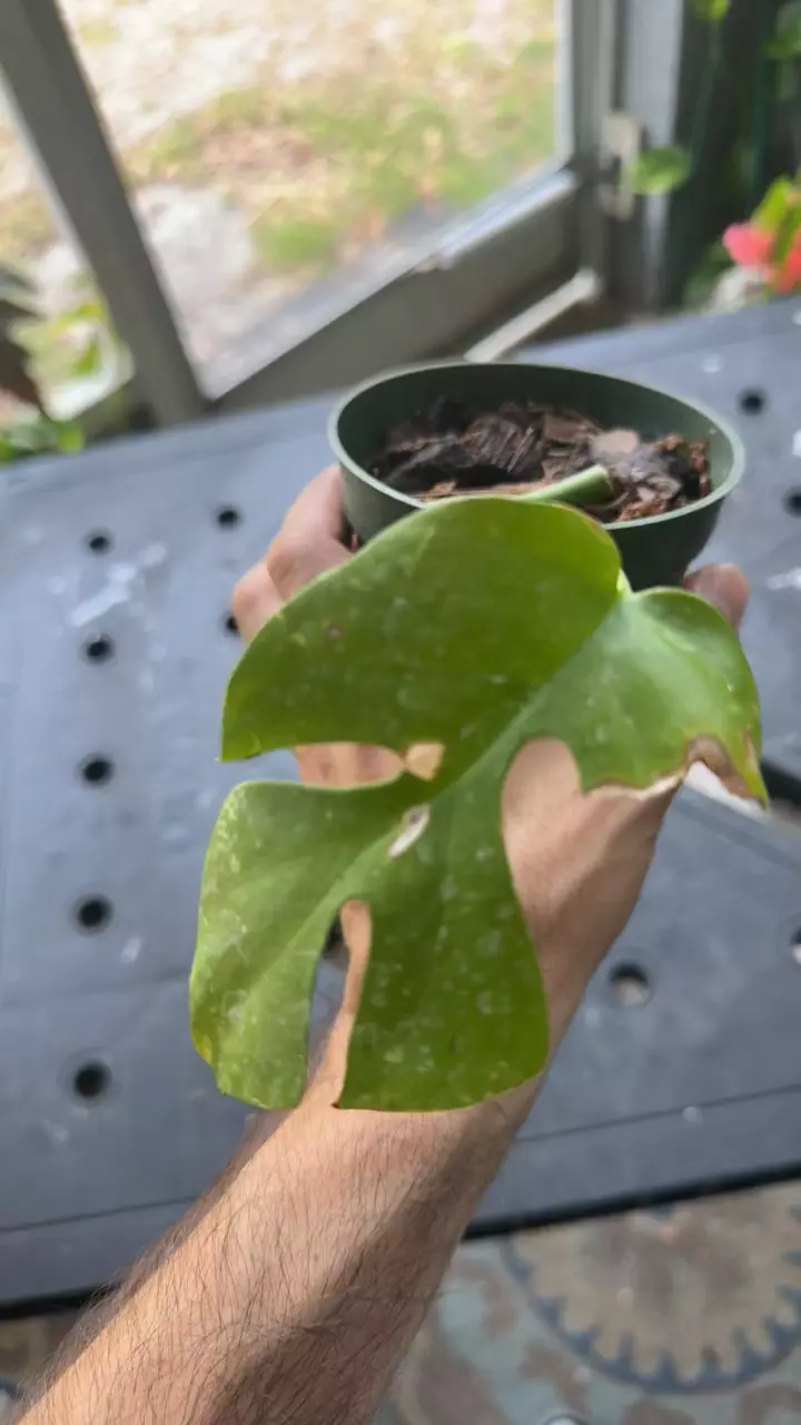 plant/Raphidaphora tetrasperma-1