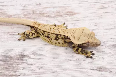 plant/MaEd0422-1-thumbnail