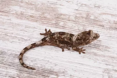 plant/VhRo0524-0-thumbnail