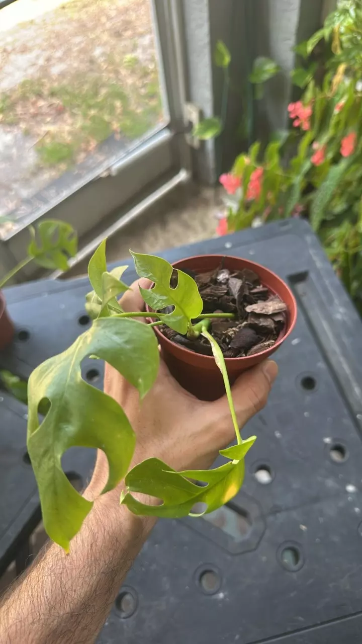 plant/Raphidaphora tetrasperma-0