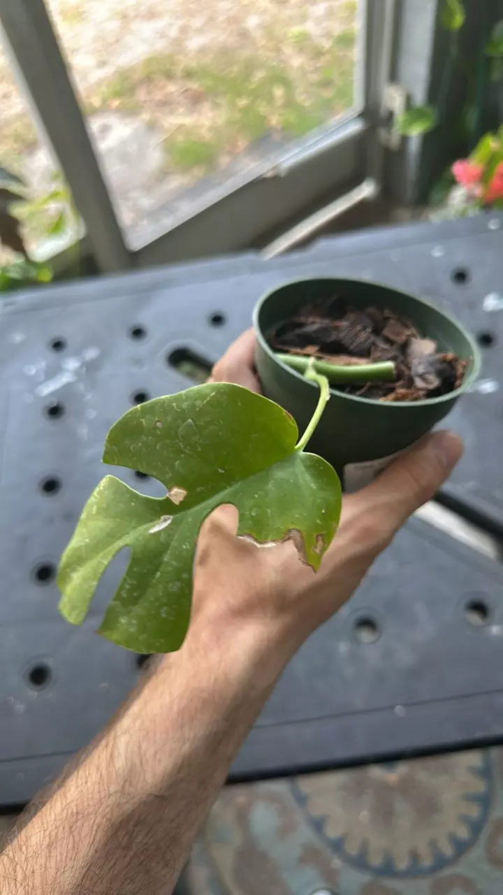 plant/Raphidaphora tetrasperma-0