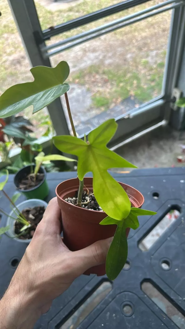 plant/Florida ghost-0