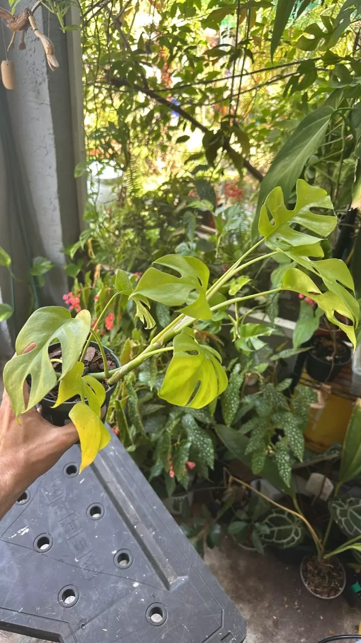 plant/Raphidaphora tetrasperma-0
