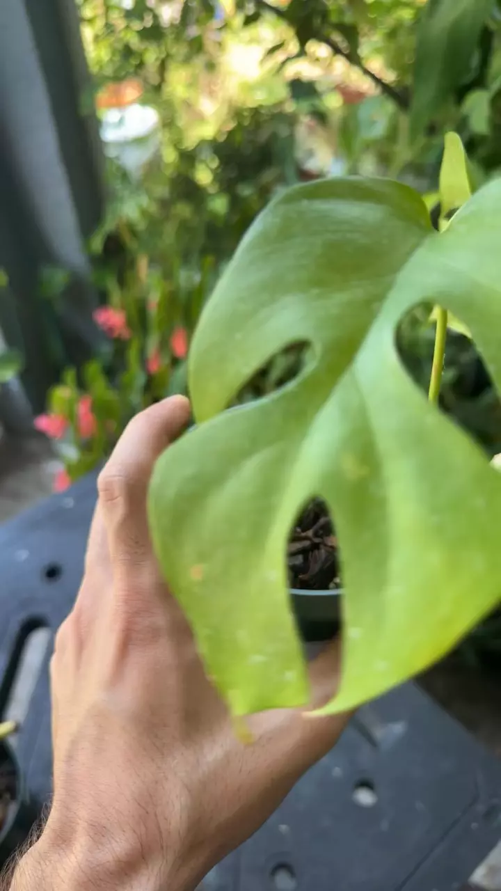 plant/Raphidaphora tetrasperma-1