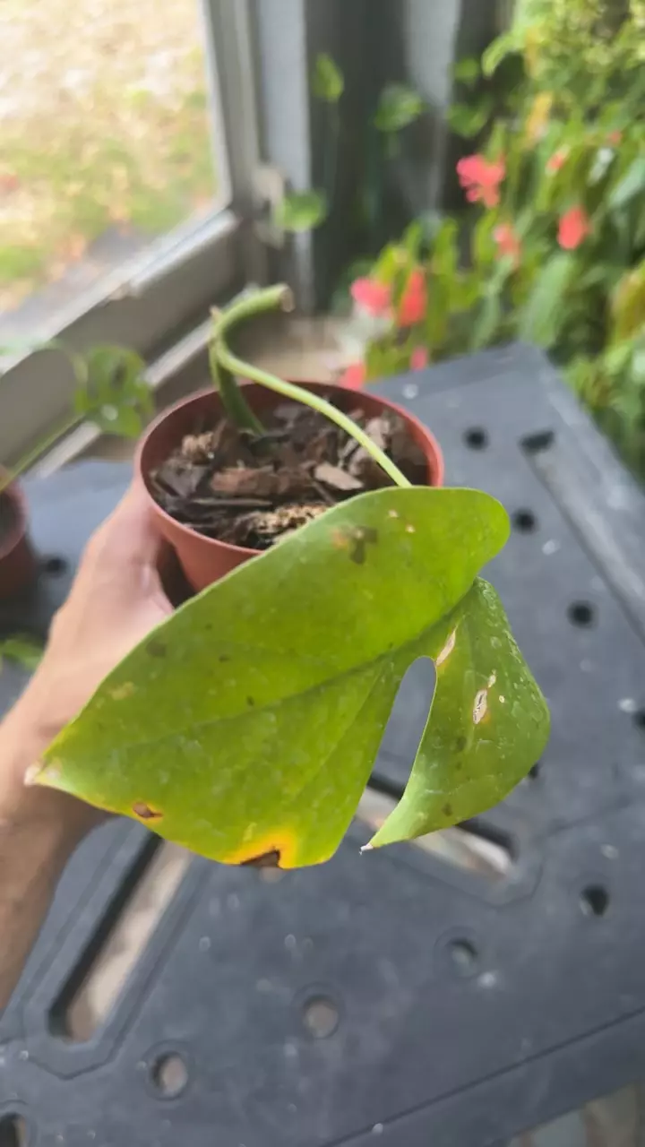 plant/Raphidaphora tetrasperma-1