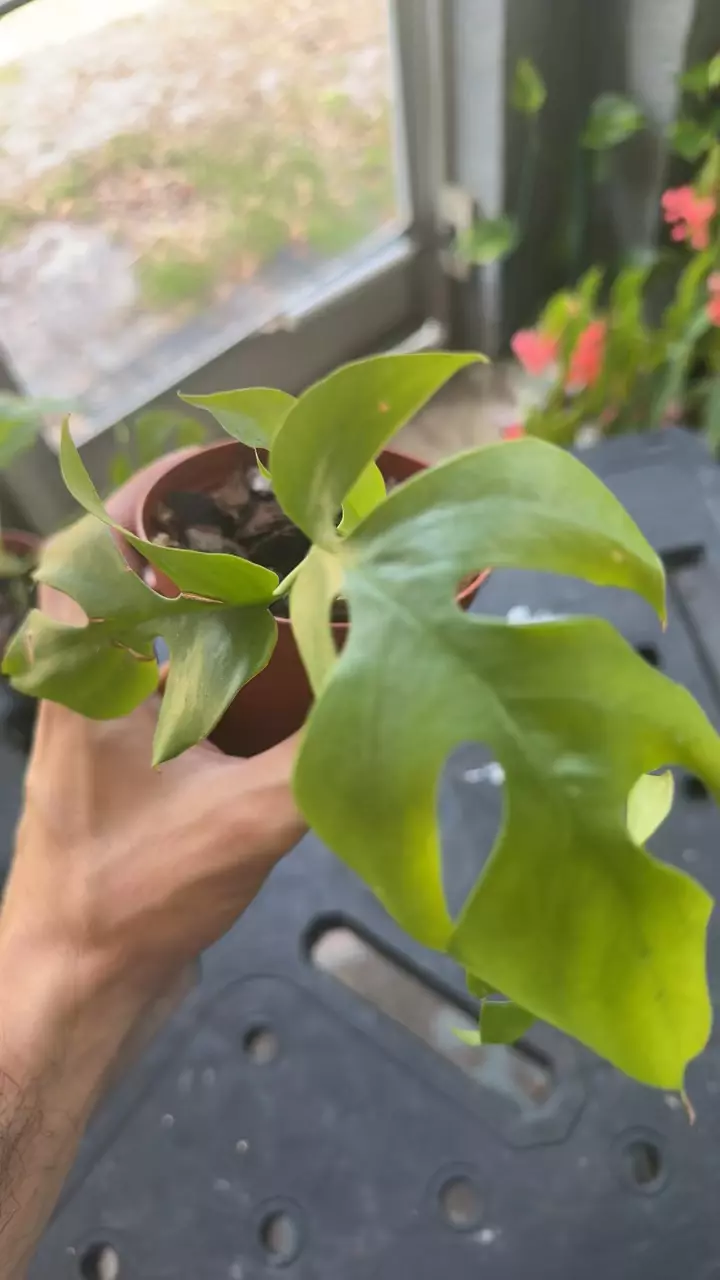 plant/Raphidaphora tetrasperma-1
