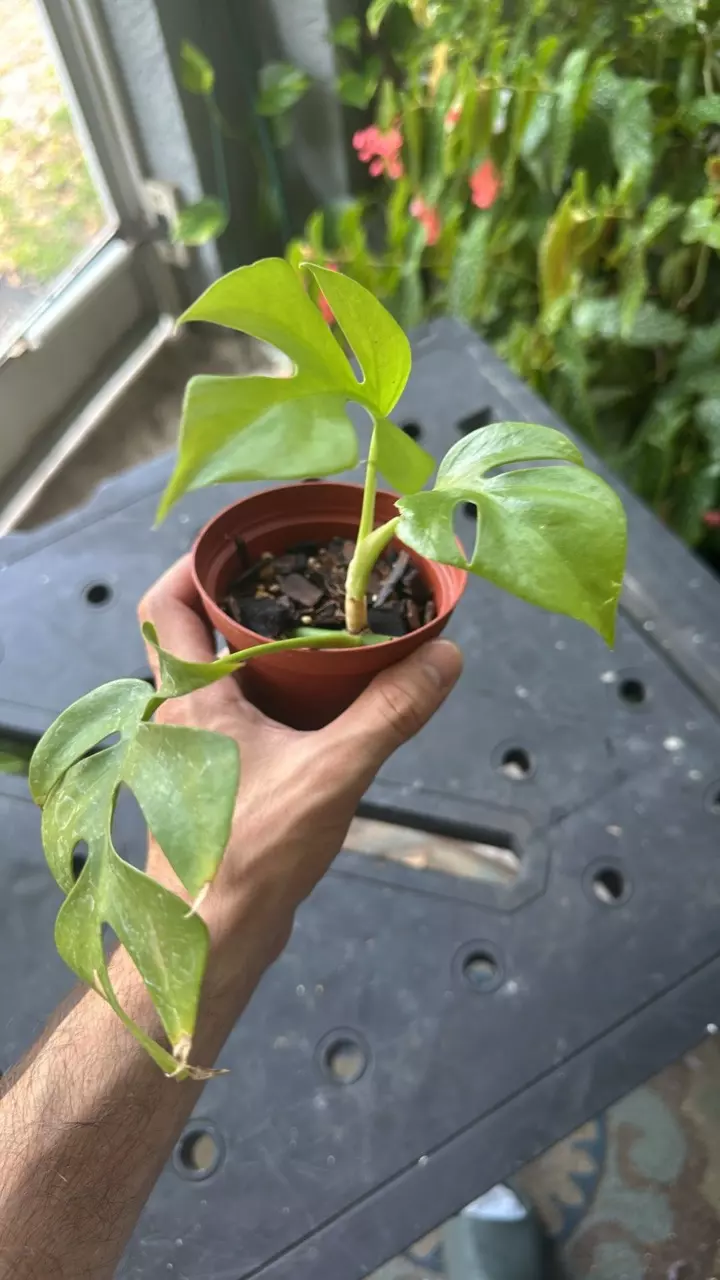 plant/Raphidaphora tetrasperma-0
