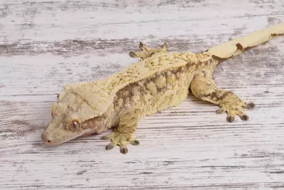 plant/FiNi0822-1-thumbnail