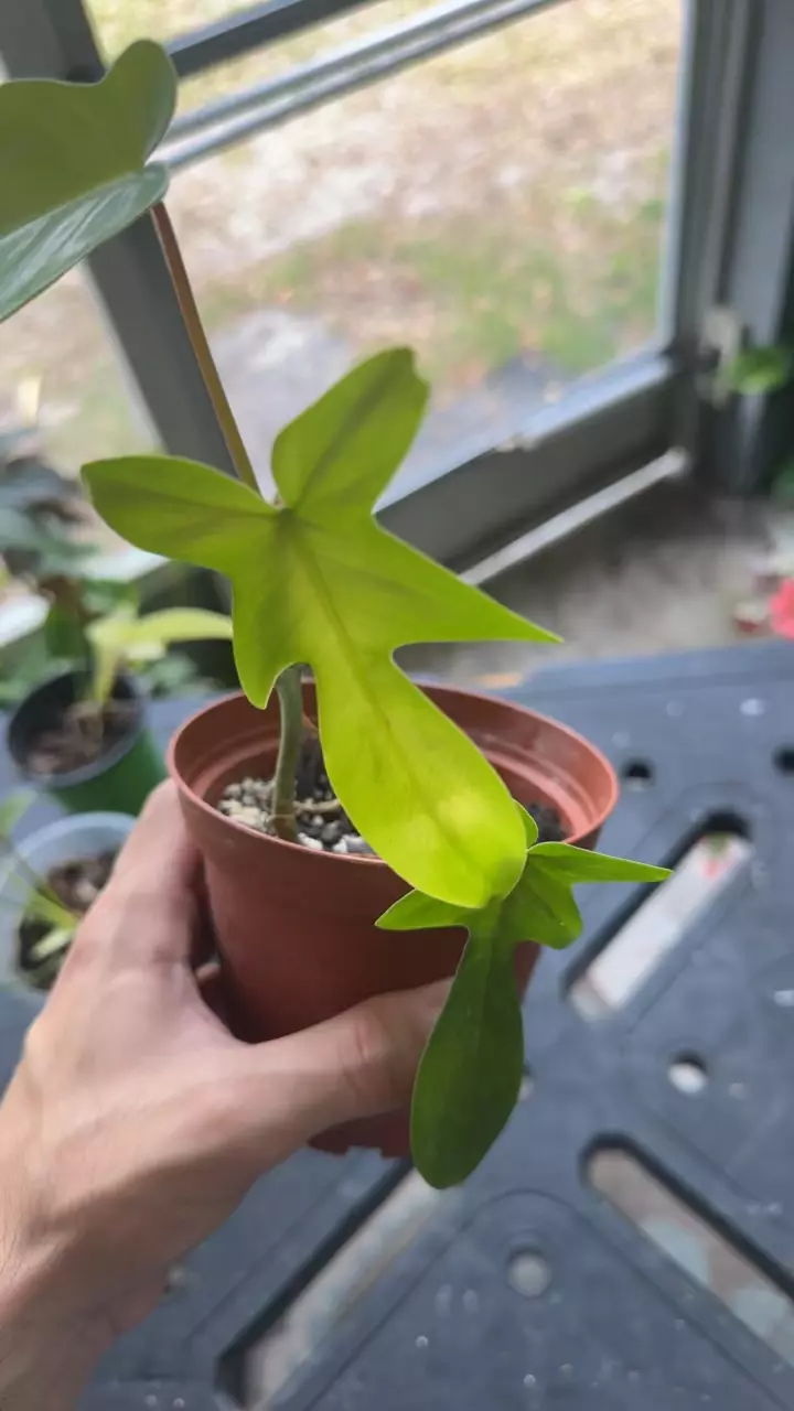 plant/Florida ghost-1