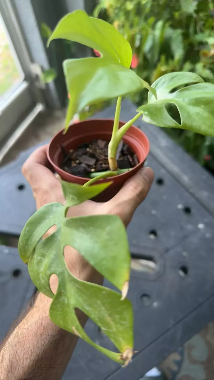 plant/Raphidaphora tetrasperma-1