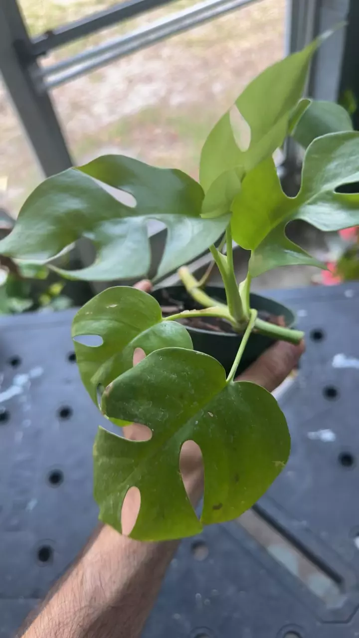 plant/Raphidaphora tetrasperma-1