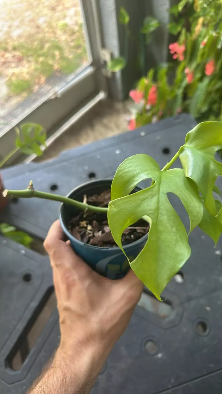 plant/Raphidaphora tetrasperma-0