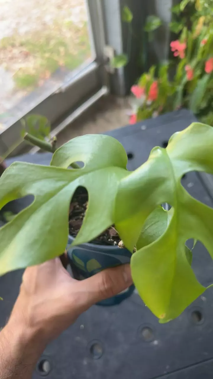 plant/Raphidaphora tetrasperma-1